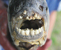 fish human teeth caught russia