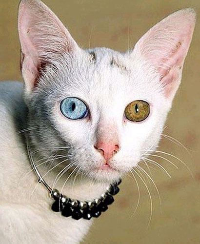 Heterochromia of the eye (heterochromia iridis or heterochromia iridum) is of two kinds. In complete heterochromia, one iris is a different color from the other. In partial heterochromia or sectoral heterochromia, part of one iris is a different color from its remainder.