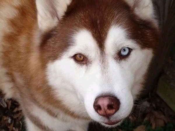 These so-called odd-eyed cats are white, or mostly white, with one normal eye (copper, orange, yellow, green), and one blue eye. Among dogs, complete heterochromia is seen often in the Siberian Husky and/or the Australian Shepherd