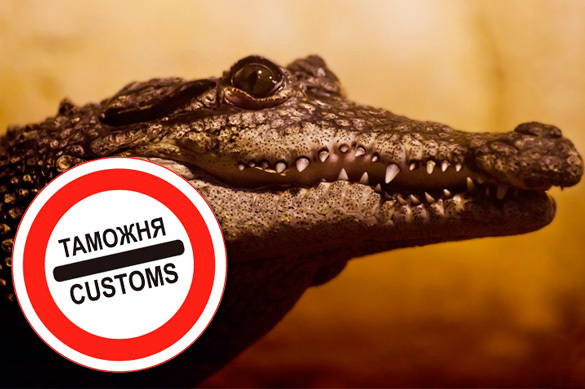 Two Siamese crocodiles arrested at Yekaterinburg airport. 59010.jpeg