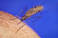 New Form of Drug-resistant Malaria Spreads in Cambodia