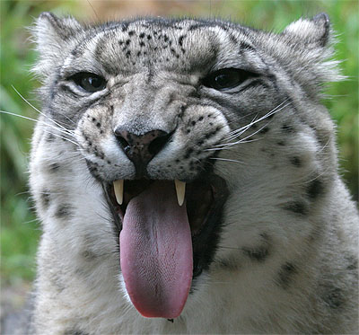 China seizes record number of Himalayan snow leopard furs