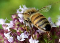Unknown virus kills billions of honeybees in USA