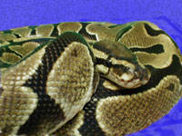 Pet python strangles its owners in Vietnam