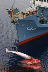 Australia warns South Pacific nations they risk world wrath on whaling