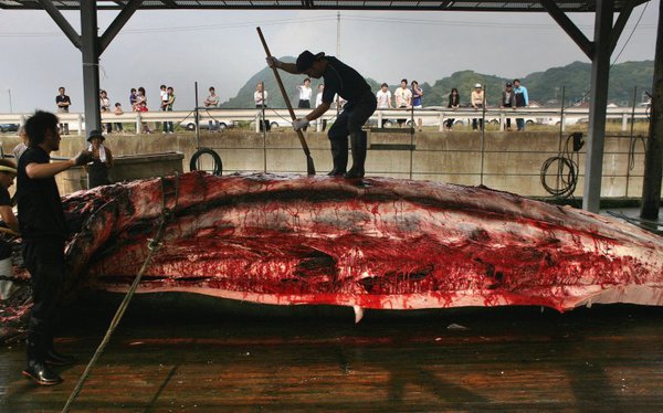 No Way, Norway! Norway's annual slaughter of whales. 60035.jpeg