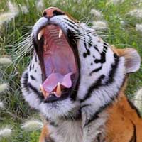 Dangerous tiger shot dead in India