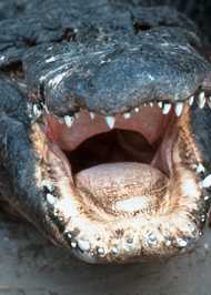 Florida marks third deadly alligator attack