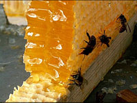 Nature's antibiotic - honey - is still irreplaceable