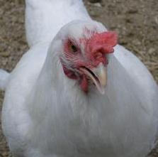 More bird flu expected in Romania in the fall