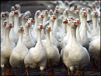 Bird flu discovered in eastern Romania