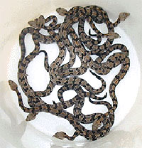 US man charged with illegal possession of venomous snakes