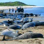 About 70 whales found beached near Tokyo
