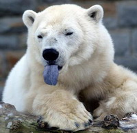 Third of polar bears to remain by 2050