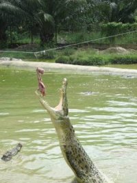 Logging and palm oil ventures result in more crocodile attacks on humans in Malaysia