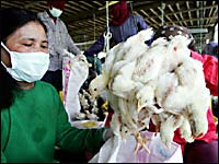 200 chickens killed in Afghan