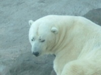 Polar bear attacks drunken lady with chicken legs in Russia. 48065.jpeg