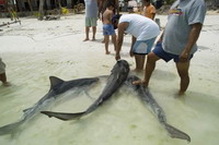 Trade oversight body rejects to regulate sharks' consumption