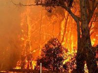 Australia burns in record temperatures. 49075.jpeg