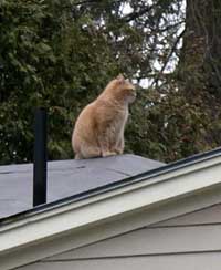 U.S. man to face trial in fatal arrow attack on neighbor's cat