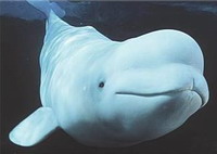 Beluga whale's death at Georgia Aquarium has no definite cause