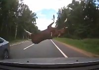 Flying moose lands on rooftop during car accident. 45084.jpeg
