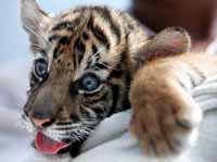 Tiger and orangutan babies, mortal enemies in jungle, playmates at Indonesia zoo