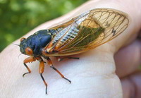 Cicadas to flood U.S. Midwest