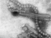 Influenza A (H7N9) - Danger of a pandemic?. 52095.jpeg