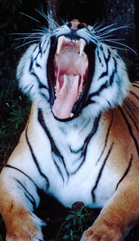 Tiger attacks caretaker in California animal sanctuary