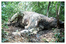 Six elephants found dead in Indonesian jungle