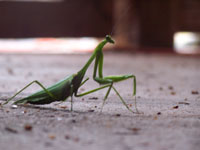 Love among the Praying Mantises across the Atlantic (Part II)