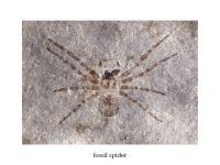 Largest spider in history found. 44101.jpeg