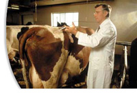 Shortfall in veterinarians specializing in livestock could threaten US food safety, study says