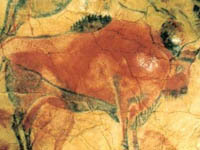 Ancient buffalo found in Yakutia. 46106.jpeg