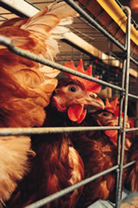 Indonesia: one death of bird flu every 2 1/2 days; poultry being killed in bird flu region