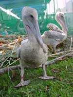 Scores of baby pelicans are starving along California coast