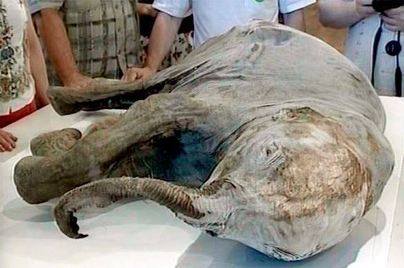 Russian scientists to clone extinct animals. Mammoth