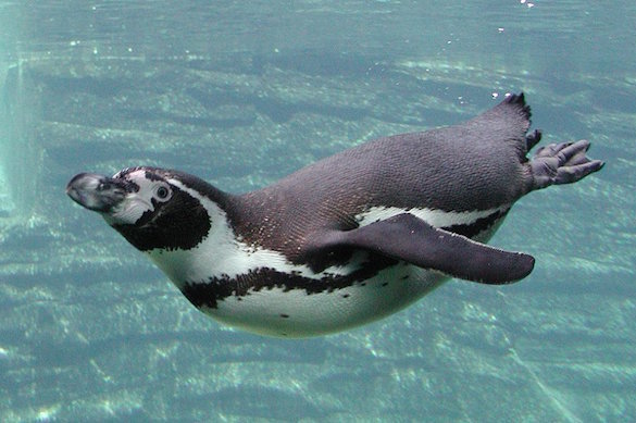 Chilean company closes .5-billion project because of penguins. 61118.jpeg