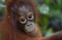 54 illegal orangutans seized in Thailand
