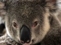 Koalas in Australia may disappear. 47122.jpeg