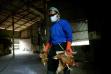 Nigeria reports bird flu outbreak