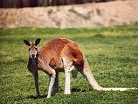 Kangaroo care saves baby. 50129.jpeg