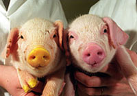 Japanese geneticist says he created first fourth-generation cloned pig