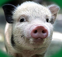Swine flu contributes to collapse of world economy even more