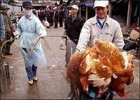 Deadly H5N1 virus continues to spread in Russian regions
