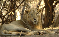 5 rare lions killed by electrified fence