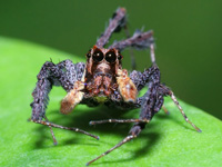 Some Spiders Like Plant Food: Study