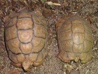 Rare Egyptian tortoises born successfully in Rome zoo