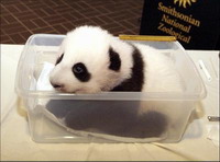 Austria's panda cub makes public debut